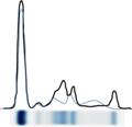Monoklon�ln� gradient
